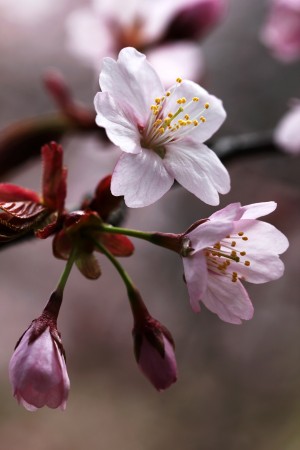 Cherry Blossoms
